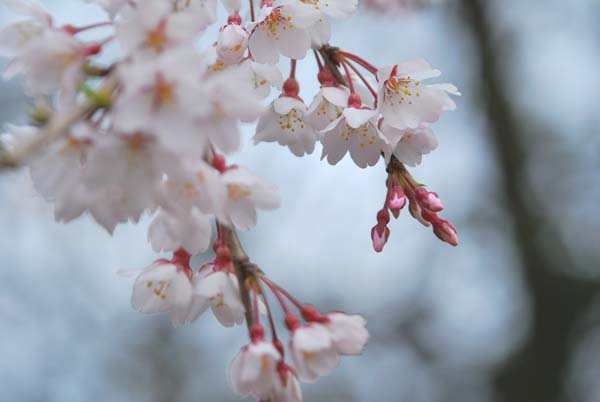 さくらの花3.jpg