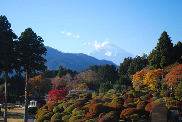 庭から見た庭と富士山.jpg