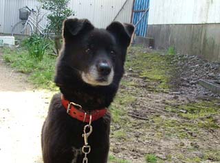 遠くを見るクロ