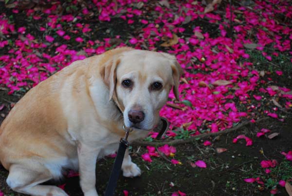 さざんかの花びら.jpg