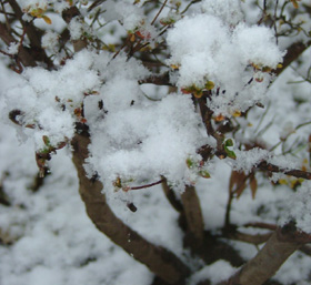 雪の花
