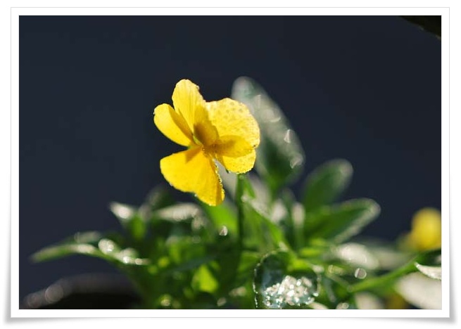 黄色いもらったお花.jpg