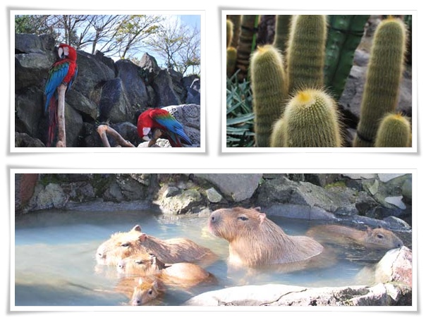 シャボテン公園１.jpg