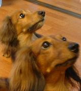 ケント　マリン