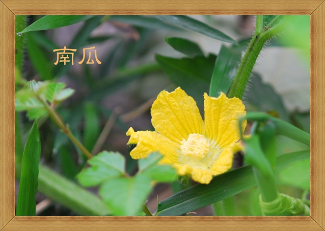 かぼちゃの花.jpg