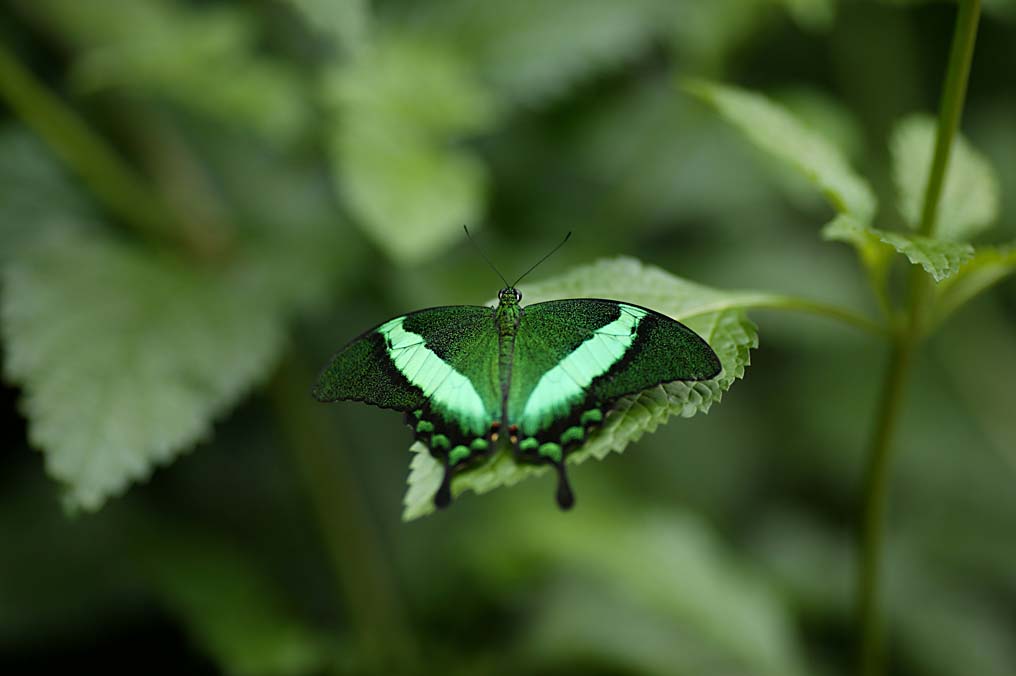 butterfly green