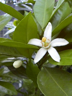 みかんの花