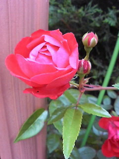 薔薇