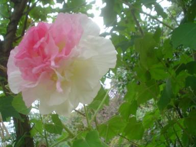 芙蓉.JPG