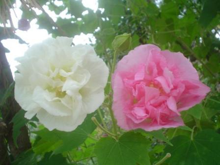 芙蓉.JPG