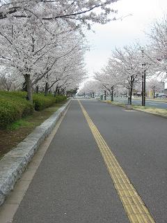 さくらのみち