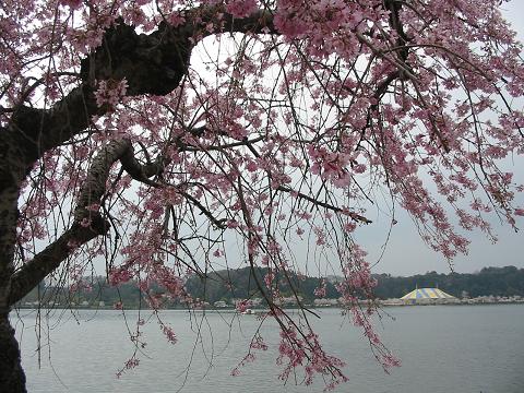 枝垂桜