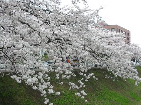 お堀の桜