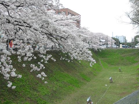 お堀の桜2