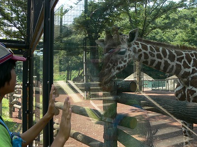 キリンとあいさつ