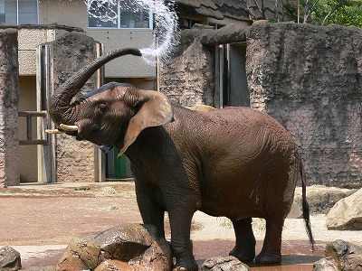 やっぱり象と言ったらこの姿ははずせない！