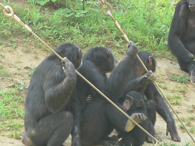 チンパンジー間のトラブル発生。ただいま話し合い中。