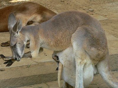 おなかに大きな赤ちゃんが入っています！重そう！お母さんは大変なんですね～！