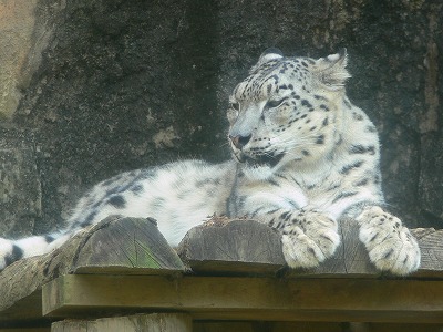 白いヒョウです。本物の豹柄です。