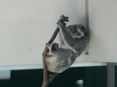 この一頭だけ動いていました。