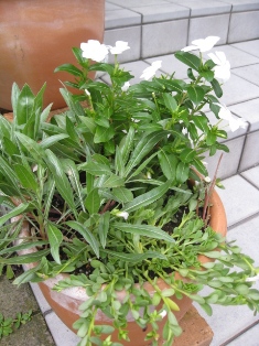 ホワイトカラーの寄せ植え