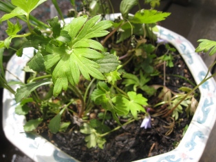 山野草の混ぜ植え