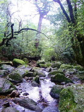 白谷雲水峡その２