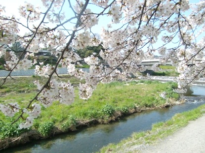 出町柳　鴨川さくら２