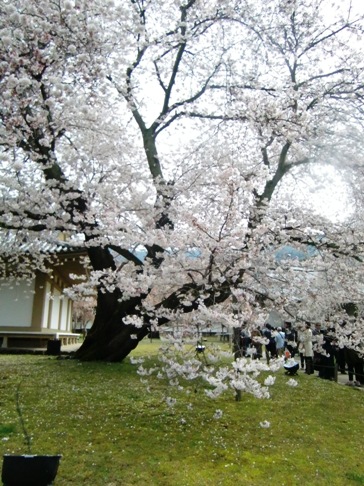 醍醐寺　さくら２