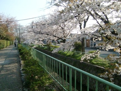 北白川疎水　さくら