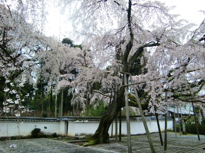 醍醐寺　三宝院のさくら