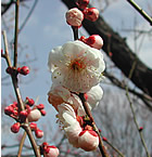 Ume