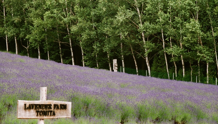 富良野