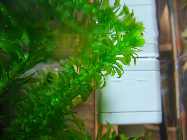 アナカリス