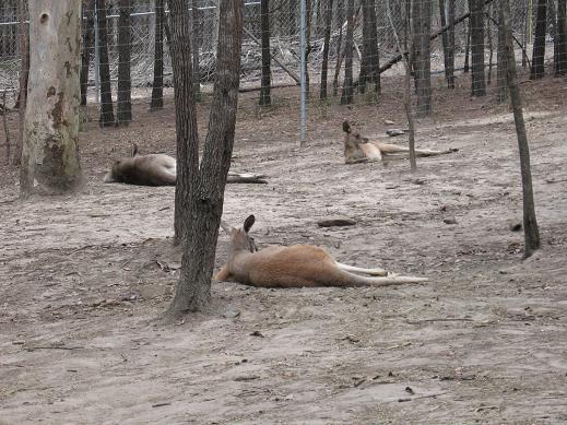 カンガルー寝る