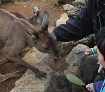 カンガルー