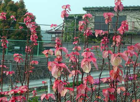 赤い葉っぱの植物 名前は みなが仙人のおぼえがき 楽天ブログ