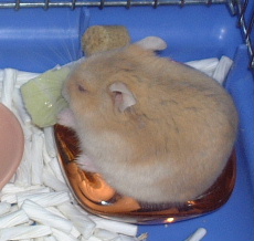 ルーキャベツを食べる