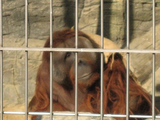 初めての動物園1