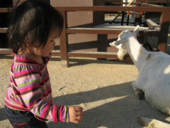 京都市立動物園 (1).jpg