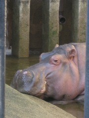 京都市立動物園