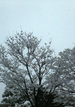 施設からの雪景色２