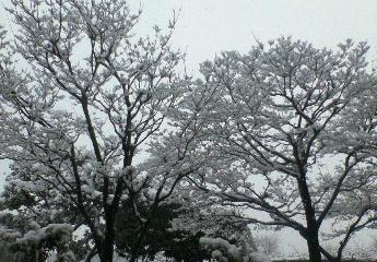 施設からの雪景色３