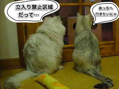 猫部屋.jpg