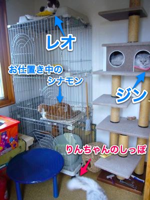 猫部屋２.jpg