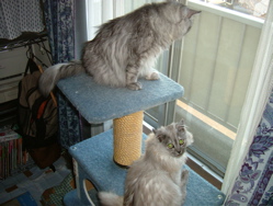 タワーにてみーときゃぴ