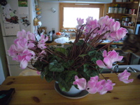 シクラメン３.jpg