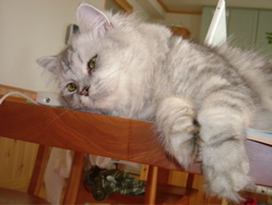 ルーものおもい