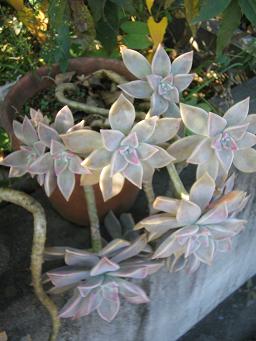 11月の花