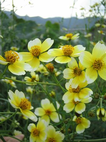 10月の花